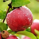 Apple Harvest Reed Diffuser-