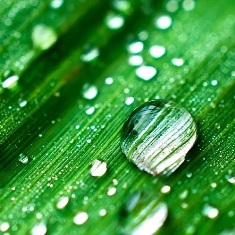 California Rain Scent Reed Diffuser-