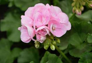 Rose Geranium Reed Diffuser-